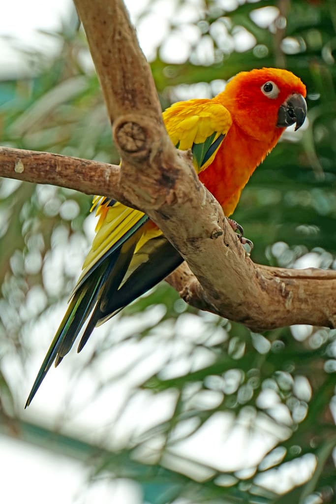 DSC09858 - Sun Conure | PLEASE, NO invitations or self promo… | Flickr