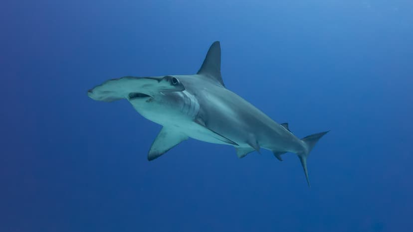 Scalloped Hammerhead Shark (Sphyrna lewini) | The wide-set e… | Flickr