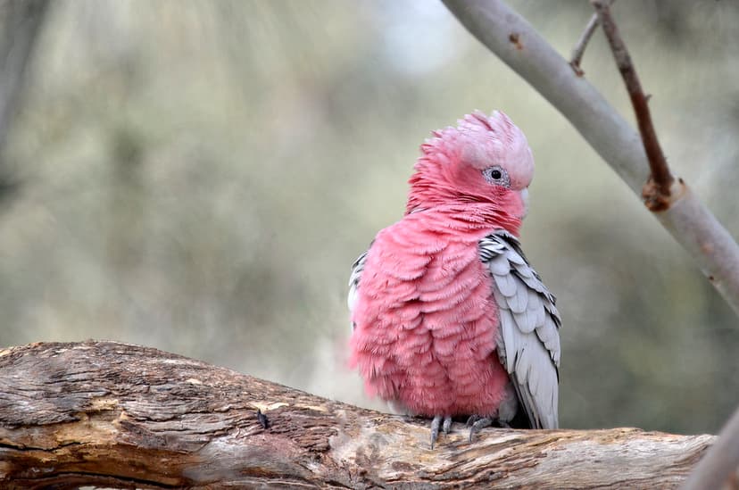 Male Galah | Here is the male galah with his dark eye. The f… | Flickr