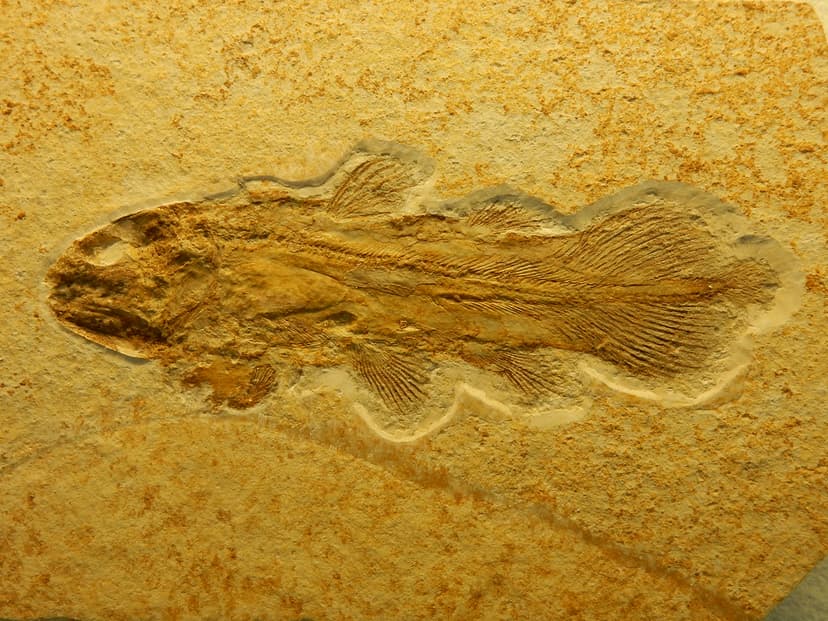 Paläontologisches Museum München; Coelacanth | The coelacant… | Flickr