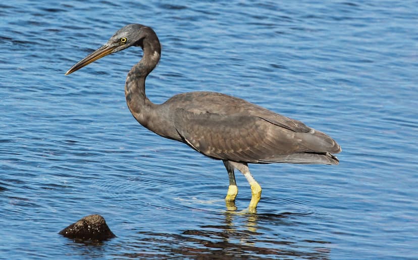 Egretta sacra (Pacific Reef Heron) | Pacific Reef Heron (Egr… | Flickr