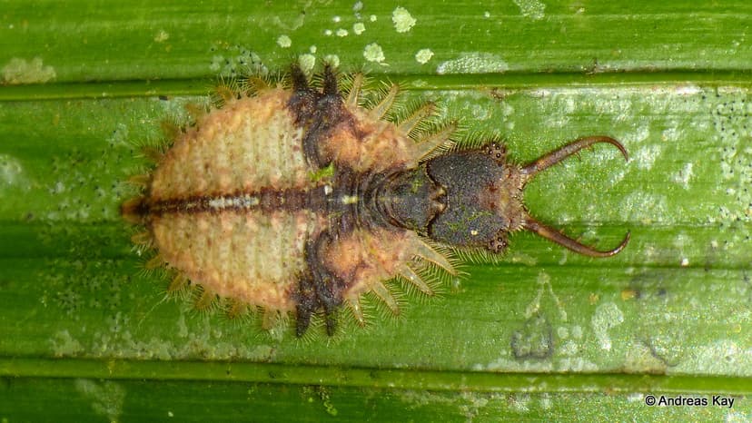Owlfly larva, Ascalaphidae, Neuroptera | ID by Andrés Miguel… | Flickr