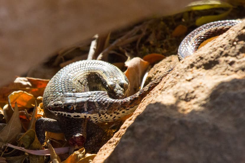 RSA3-sbss4-004 | Stripe-bellied sand snake and striped skink… | Flickr