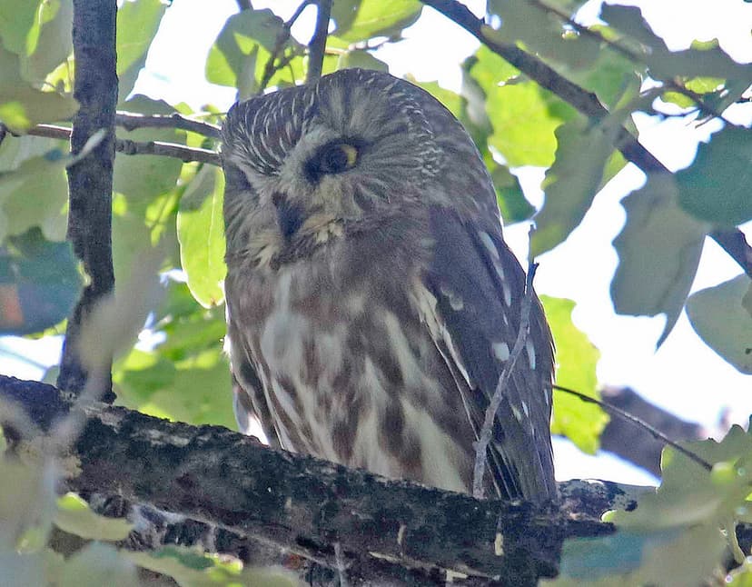 CAE006997a | Northern Saw-whet Owl at the North Roosevelt Tr… | Flickr