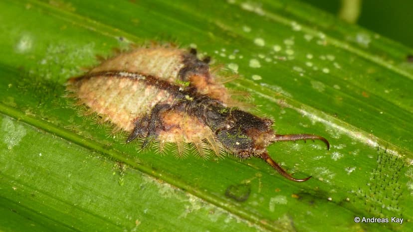 Owlfly larva, Ascalaphidae, Neuroptera | ID by Andrés Miguel… | Flickr