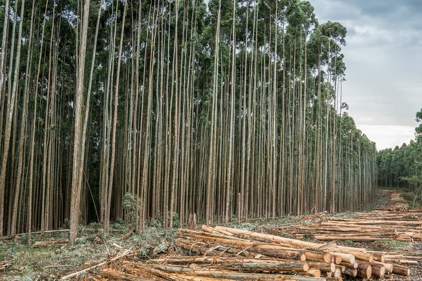 Water towers project in Mau Forest | Eucalyptus tree cultiva… | Flickr