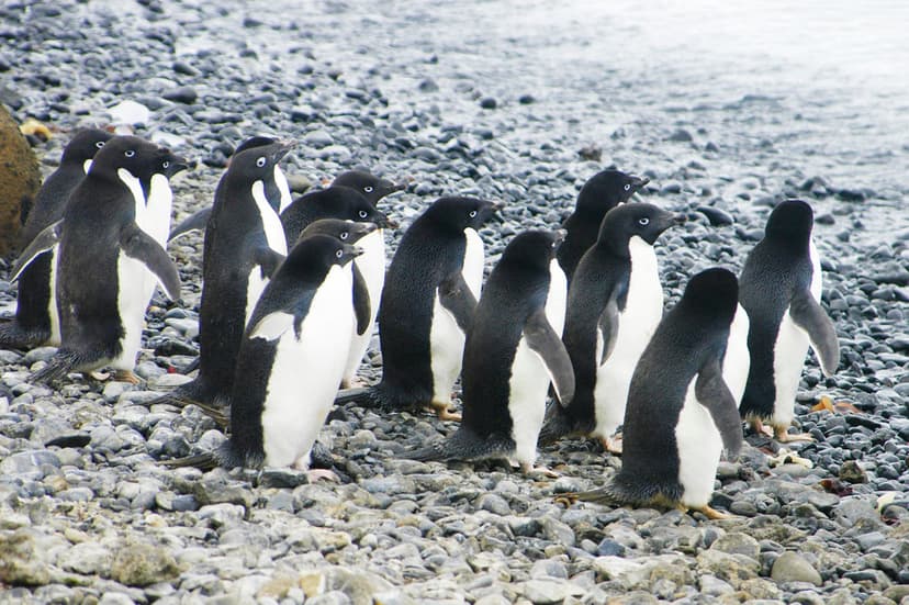 Adélie Penguins (Pygoscelis adeliae), Antarctic Peninsula | Flickr