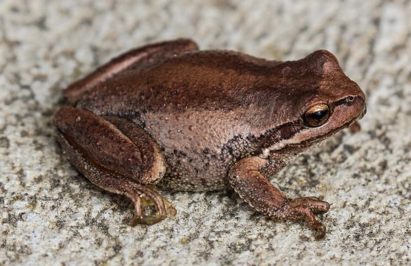 Litoria ewingii (Southern Brown Tree Frog) | Southern Brown … | Flickr