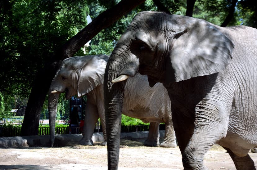 Elefante | Elefante é o termo genérico e popular pelo qual s… | Flickr