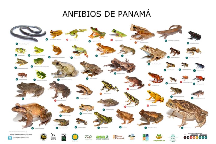 Frog Poster 4th edn | Panama Amphibians Poster 4th edition f… | Flickr
