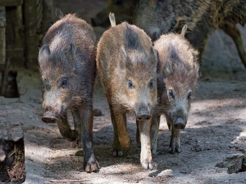 Three young wild boars running! | The food just arrived! Thi… | Flickr