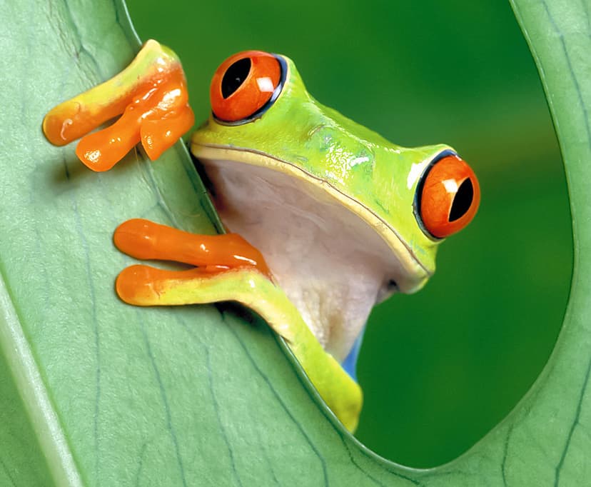 The Red-Eyed Tree Frog (Mexico) | Screen Shot 2017-11-14 Per… | Flickr