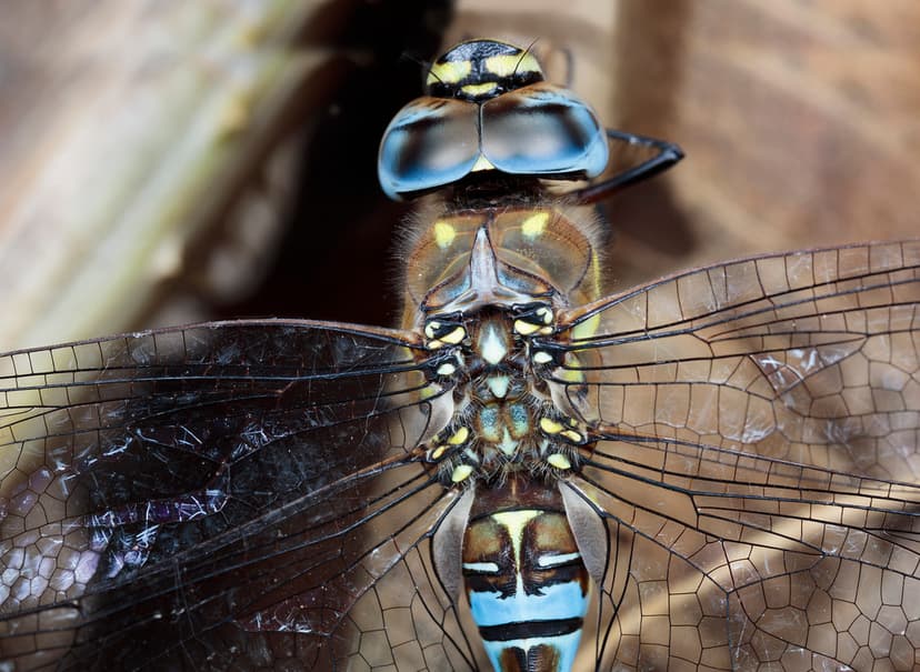 Living Fossil | Meet the Dragonfly Everything dragonflies - … | Flickr