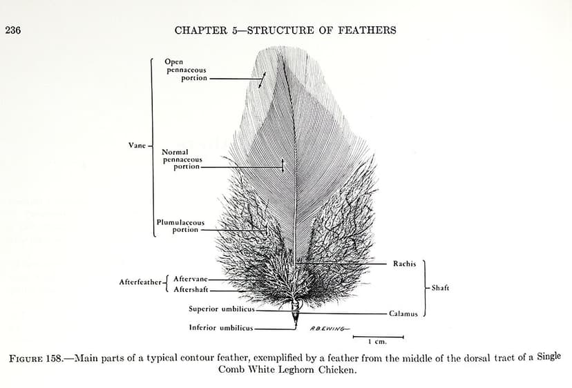 from Avian Anatomy, Integument | Avian Anatomy, Integument, … | Flickr