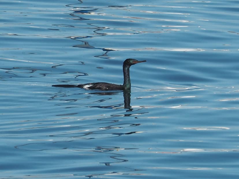 Pelagic Cormorant, Phalacrocorax pelagicus | Monterey Bay, C… | Flickr