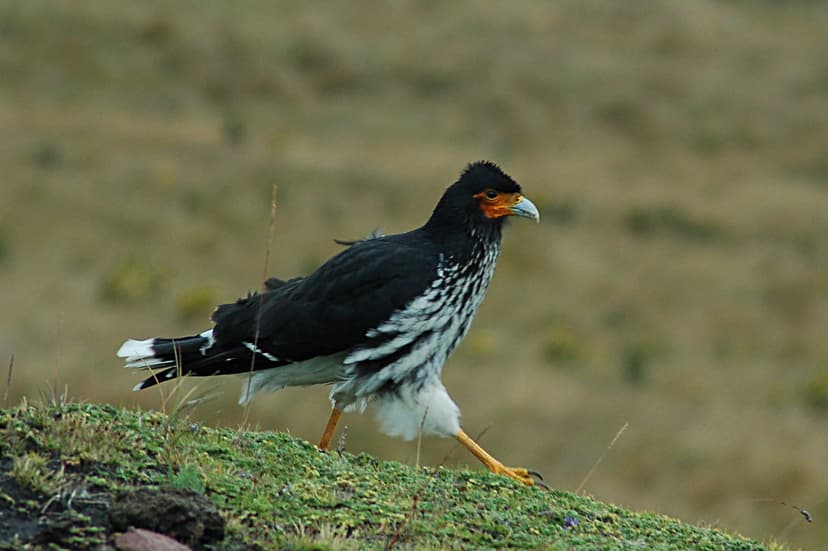 Carunculated Caracara 2015-06-03 (6) | Carunculated Caracara… | Flickr