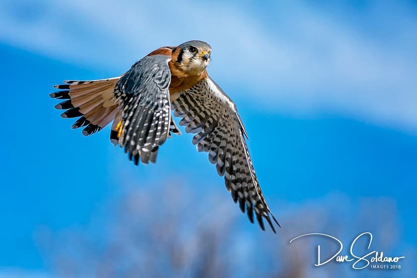 Kestrel Flying | This little birds are very beautiful. They … | Flickr