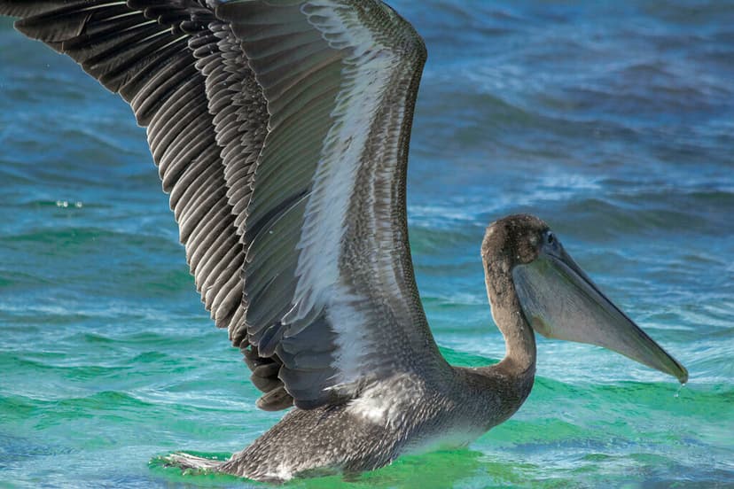 pelican fishing | pelicano pescando | Rafael Saldaña | Flickr