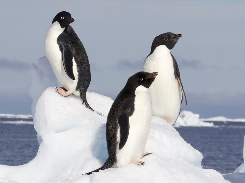 Adelie Penguin (Pygoscelis adeliae) | One of the southern-mo… | Flickr