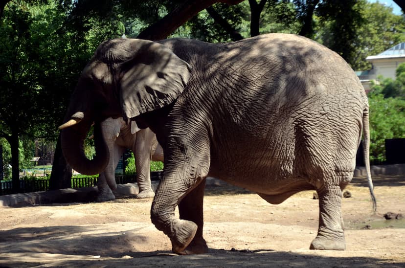 Elefante | Elefante é o termo genérico e popular pelo qual s… | Flickr