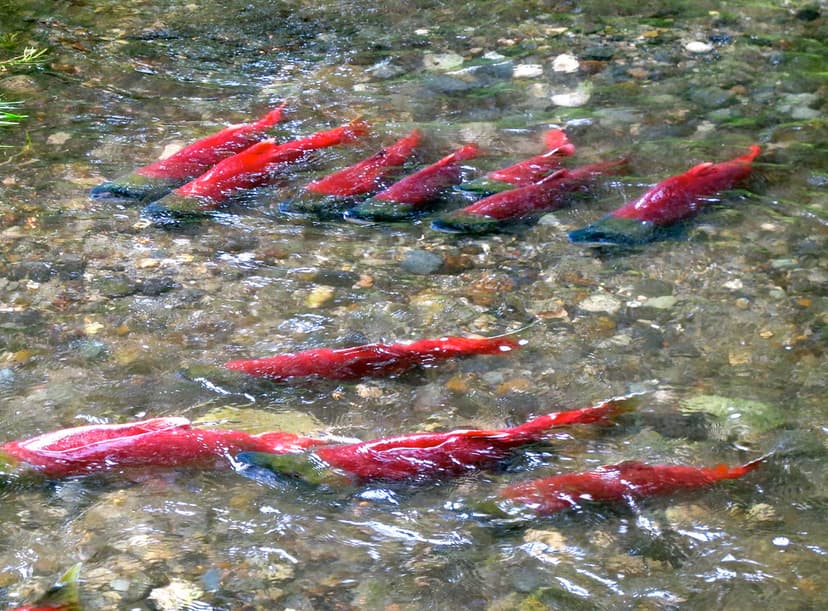 Spawning Sockeye Salmon | Sockeye salmon migrate up a small … | Flickr