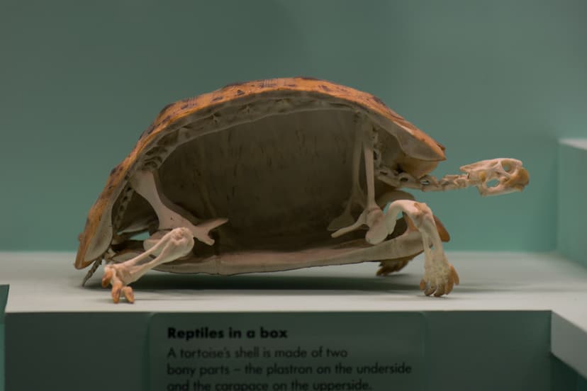 File:Turtle skeleton cross-section (28053263449).jpg - Wikimedia ...