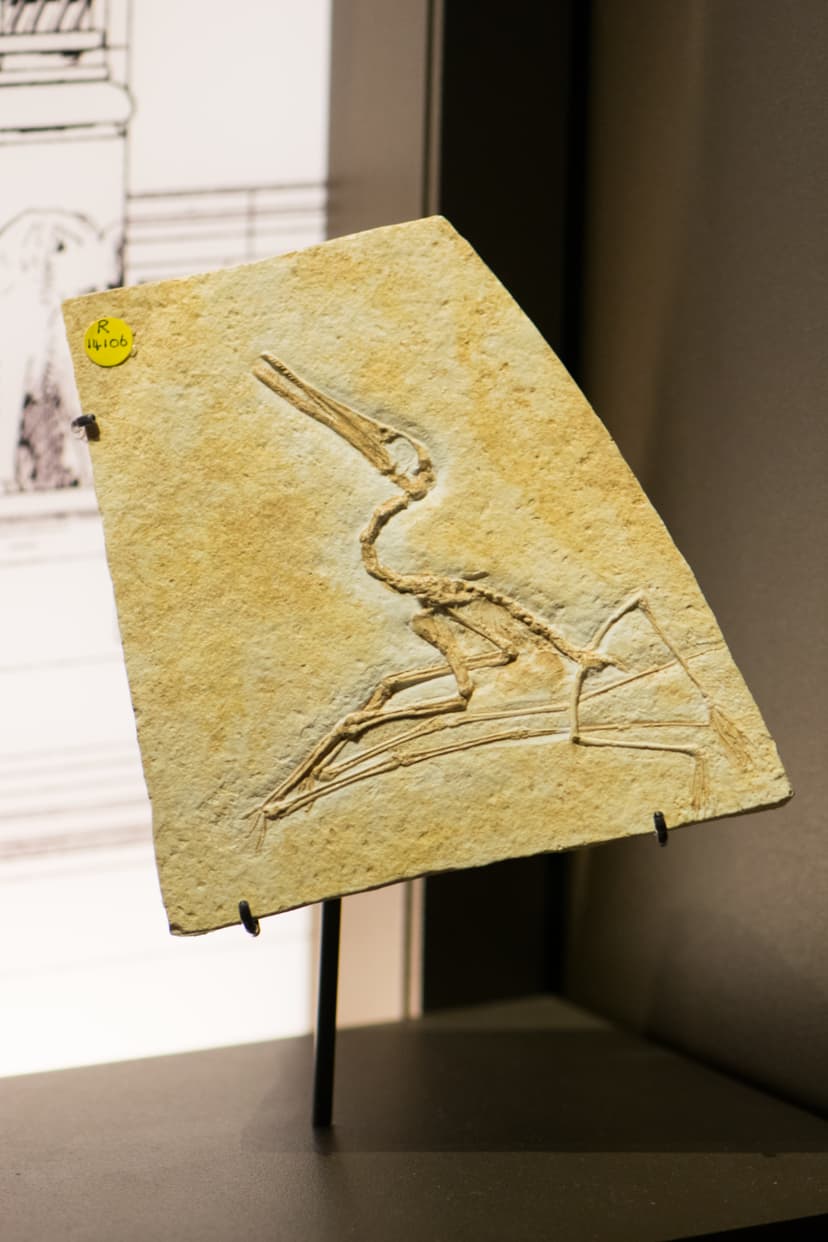 File:Fossil of small flying dinosaur (39146591831).jpg - Wikimedia ...