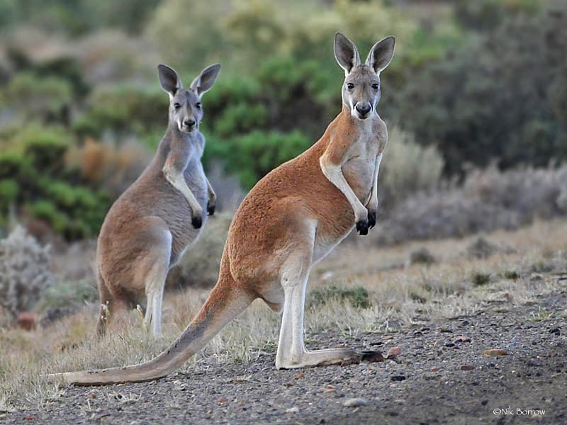 Red Kangaroo Macropus rufus | Lyndhurst - Port Augusta road,… | Flickr