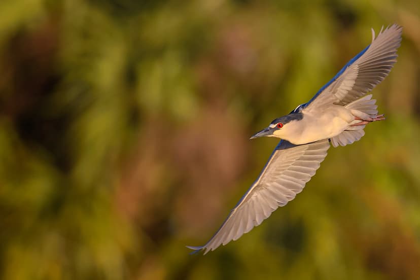Black-crowned night heron (Nycticorax nycticorax) in fligh… | Flickr