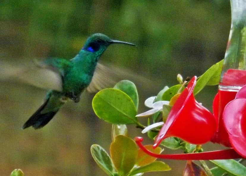 Hummingbirds. | For info, see below: "All birds are fascinat… | Flickr