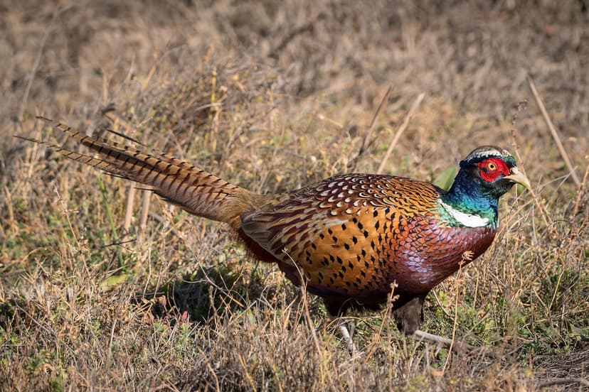 Ring-necked Pheasant (m) | Colusa National Wildlife Refuge, … | Flickr