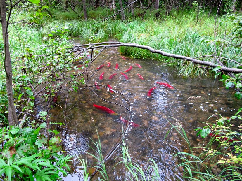 Sockeye Salmon in a Small Stream | Sockeye salmon migrate up… | Flickr