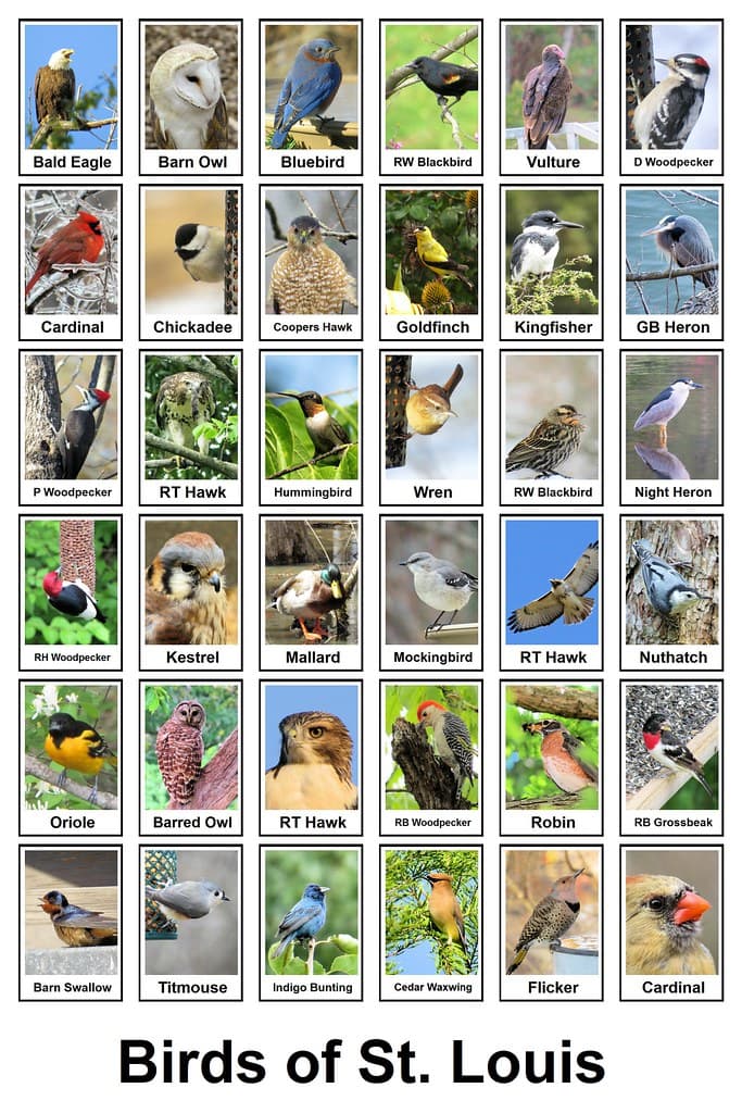 Birds of St. Louis | These are some of the birds we see in M… | Flickr