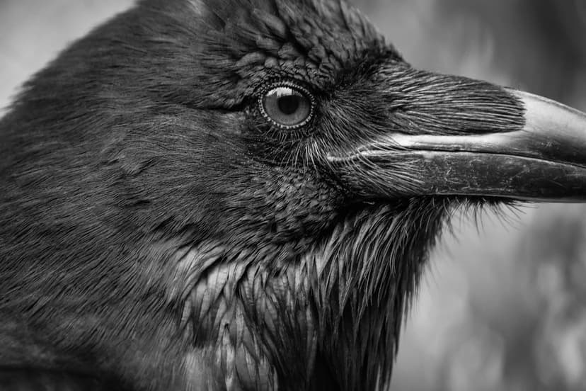 Common raven | Diversity of feather shapes and textures on t… | Flickr