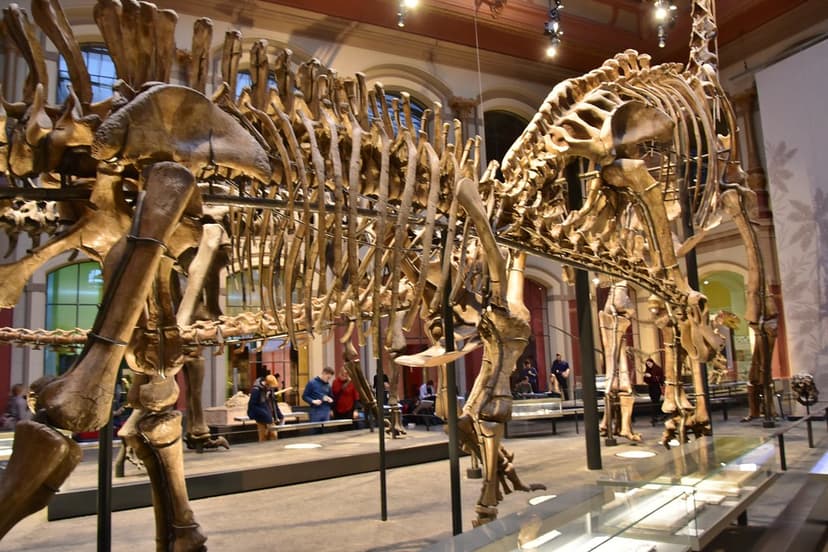 Giraffatitan brancai, Berlin Natural History Museum (3) | Flickr
