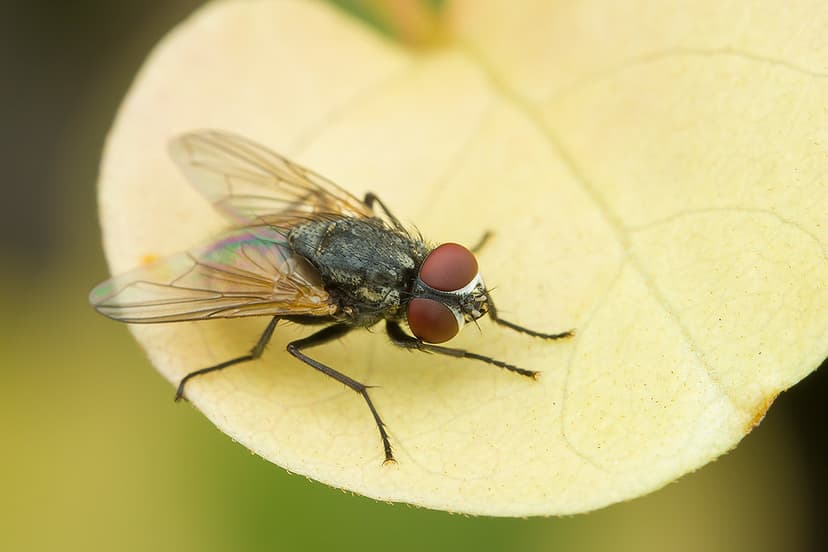 House fly, Muscidae | House fly, Muscidae | Anthony Kei C | Flickr