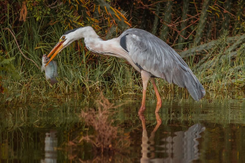Grey Heron, Lake Naivasha, Kenya | PUBLISHED: www.huyai.com/… | Flickr