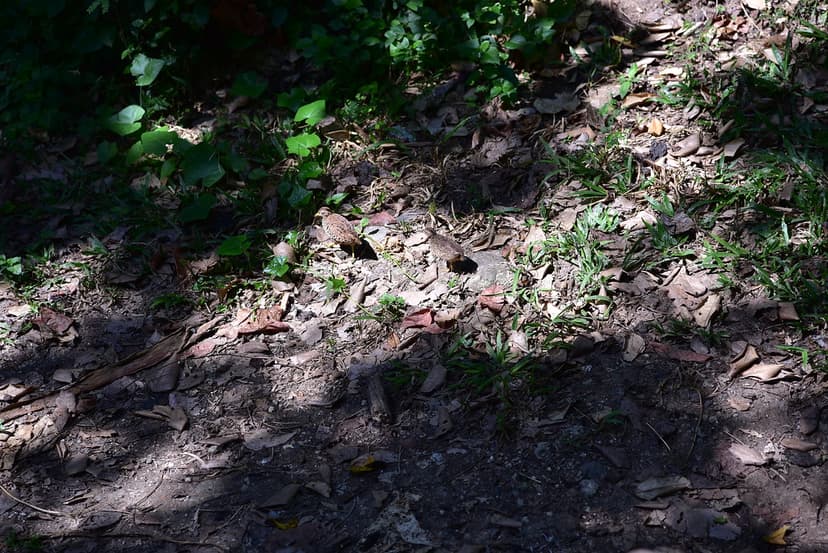 What camouflage! These birds would have been spooked had I… | Flickr