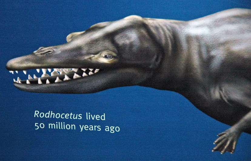 Reconstruction of Rodhocetus (fossil whale) (Middle Eocene… | Flickr