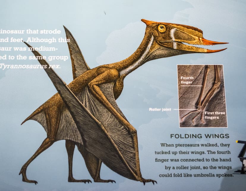 Dsungaripterus weii illustration - Pterosaurs Flight in th… | Flickr
