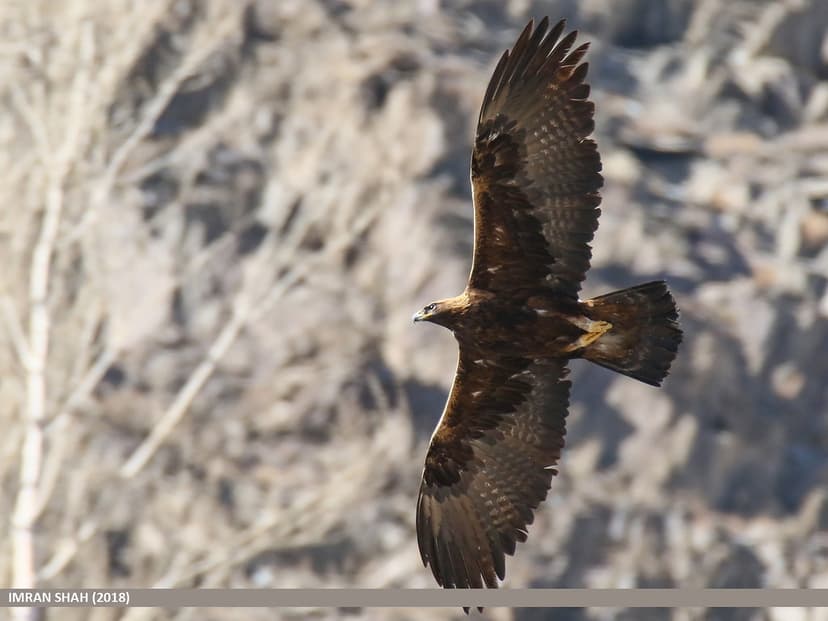 Golden Eagle (Aquila chrysaetos) | Golden Eagle (Aquila chry… | Flickr