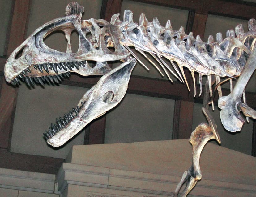 Cryolophosaurus ellioti theropod dinosaur (Hanson Formatio… | Flickr