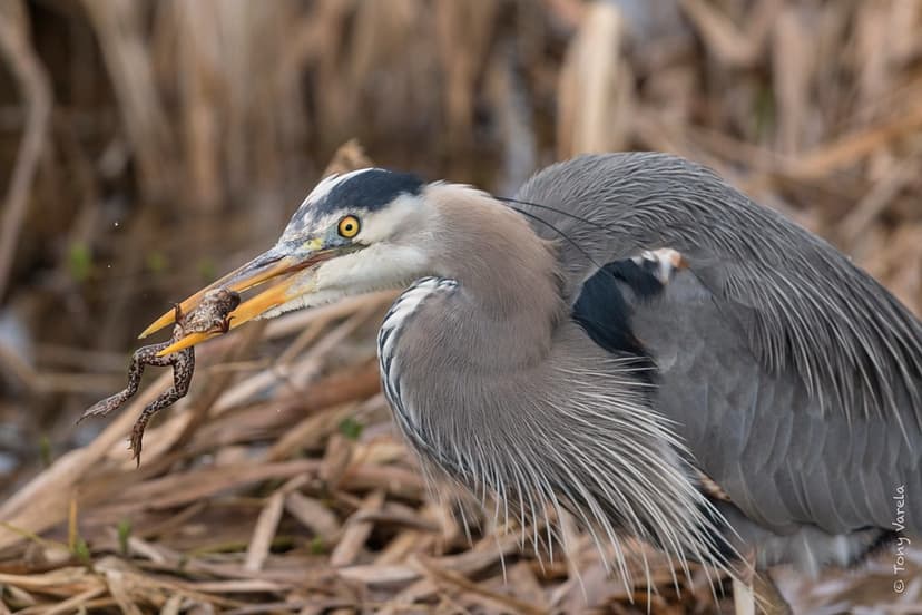 Great Blue Heron (Ardea herodias) | ***BECOME AN ADVOCATE FO… | Flickr