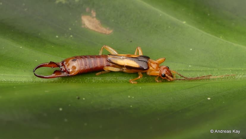 Earwig, Dermaptera | from Ecuador: www.flickr.com/andreaskay ...