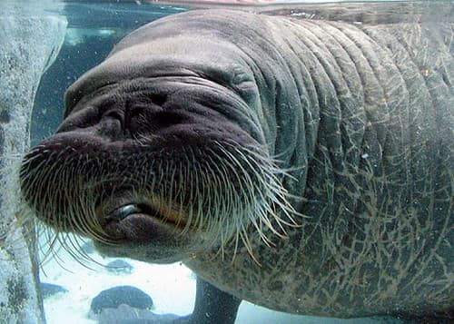 The Walrus | 02.18.05 SeaWorld, San Diego, California Learn … | Flickr