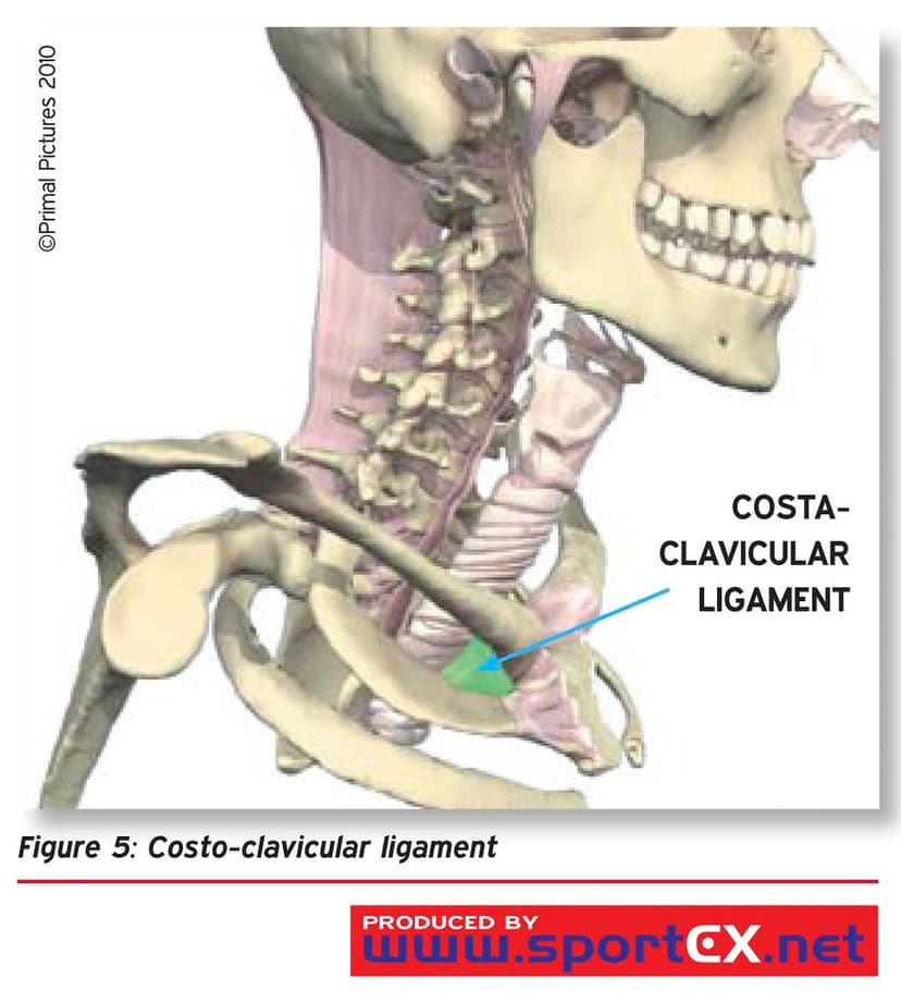 Costo-clavicular ligament | sportEX medicine 2009;44(Apr):13… | Flickr