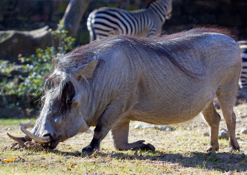 Warthog | Fort Worth Zoo, December 2010 | Becker1999 | Flickr