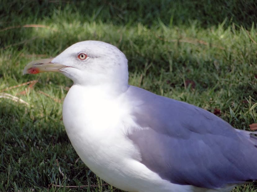 Gaivota | As gaivotas (erroneamente chamadas de gaviotas) sã… | Flickr