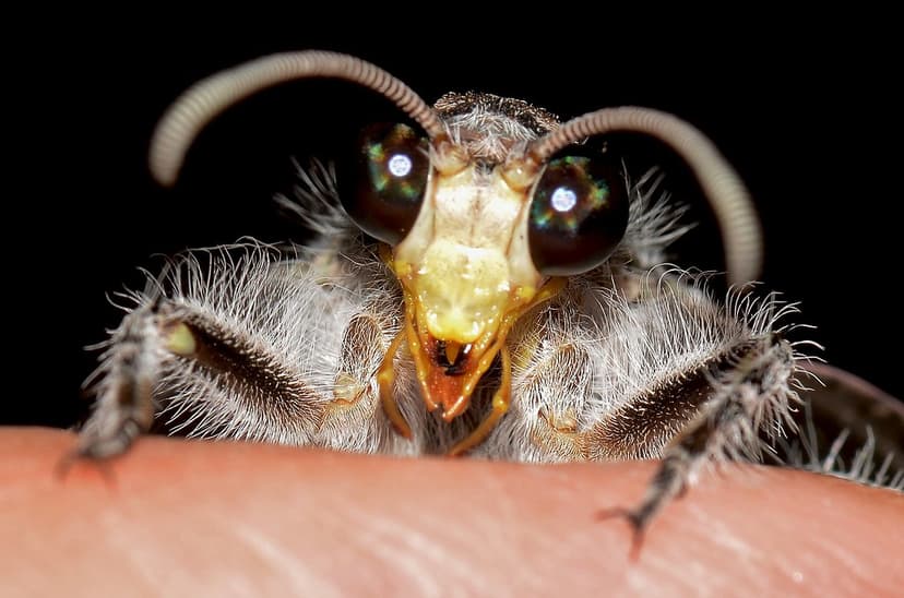 Hello | Lacewing face Heoclisis fundata My brother rang me t… | Flickr