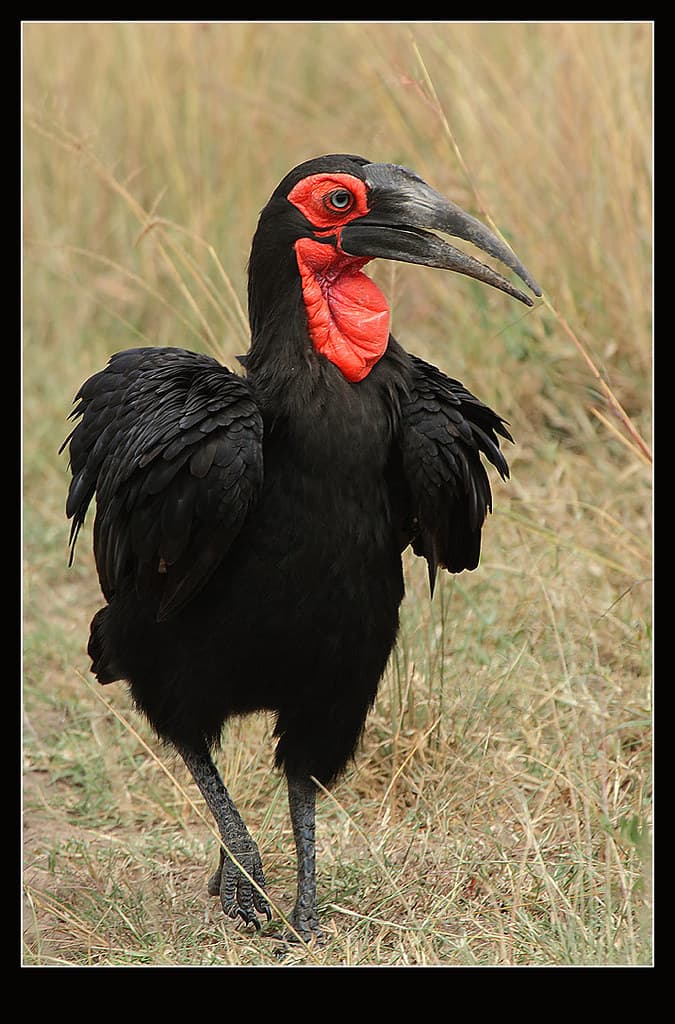Southern Ground-hornbill (Bucorvus leadbeateri) male | Flickr